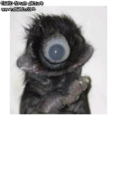 cyclops one eyed kitten
