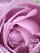 Violet Rose W580 theme