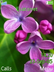 Pink flowers theme for Sony Ericsson W888